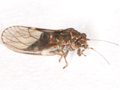 Cacopsylla rhamnicola